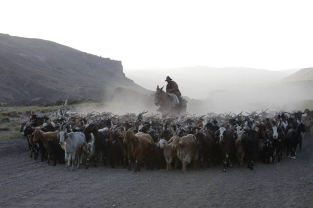 “Arreo” bajo el cielo de Bardas Blancas
